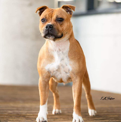 Pauline Fournier - Staffordshire Bull Terrier - Portée née le 12/10/2024