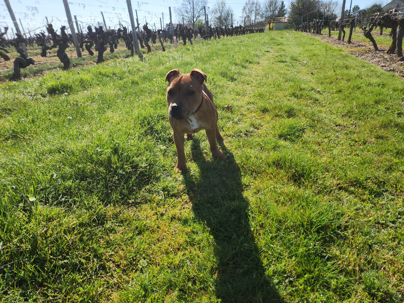 Alpha les As de l'Anjou (Sans Affixe)