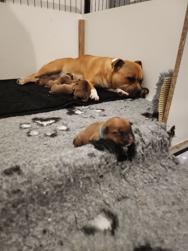 Les bébés sont nés le 21 octobre 