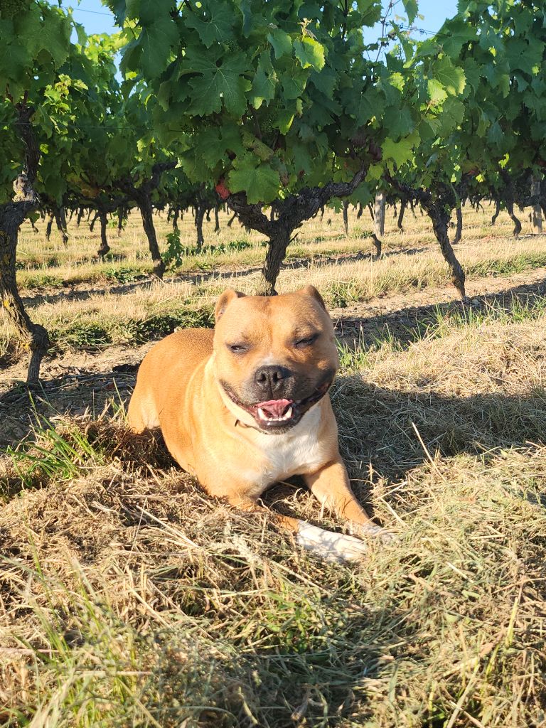 Santa Monica DITE Sunshine