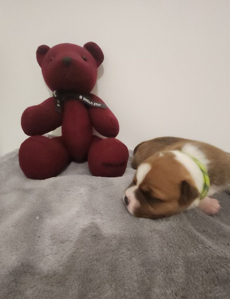 Pauline Fournier - Chiots disponibles - Staffordshire Bull Terrier