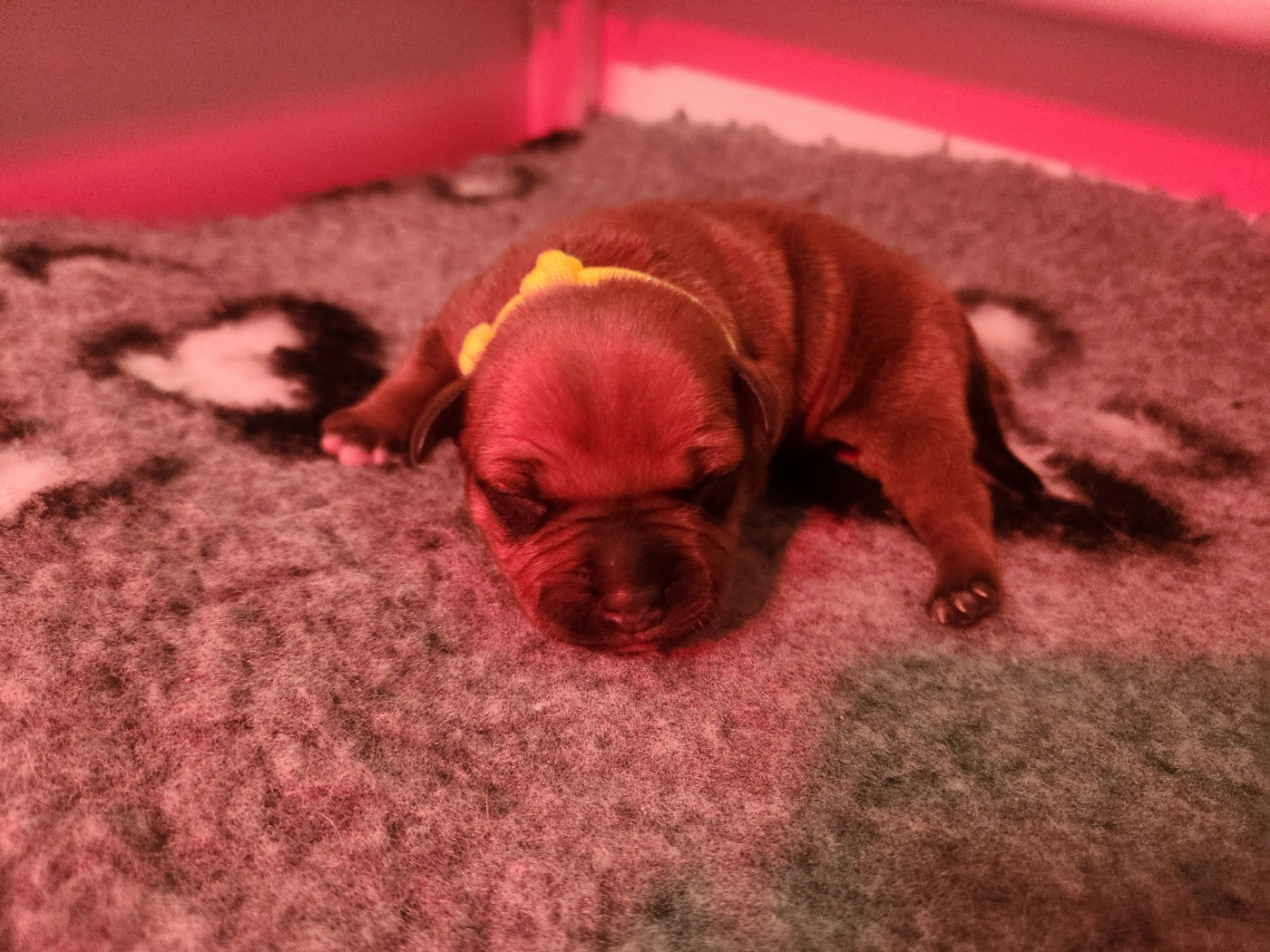 Pauline Fournier - Chiots disponibles - Staffordshire Bull Terrier