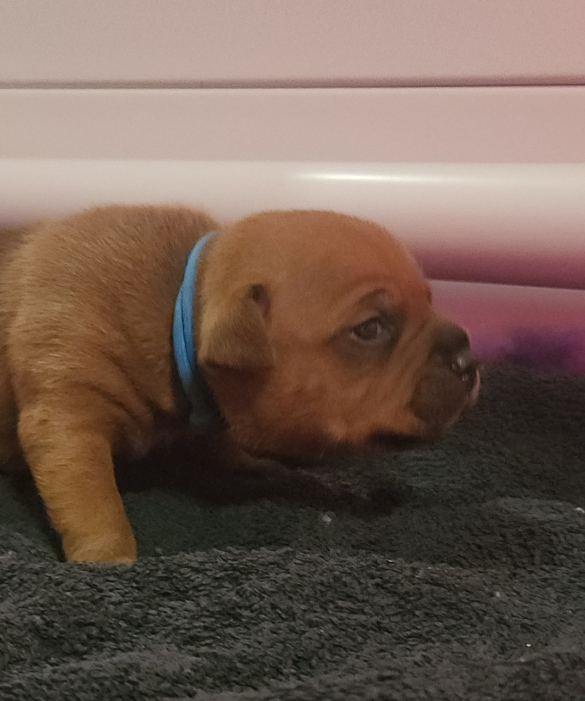 Pauline Fournier - Chiots disponibles - Staffordshire Bull Terrier