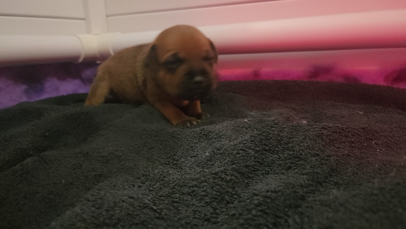Pauline Fournier - Chiots disponibles - Staffordshire Bull Terrier