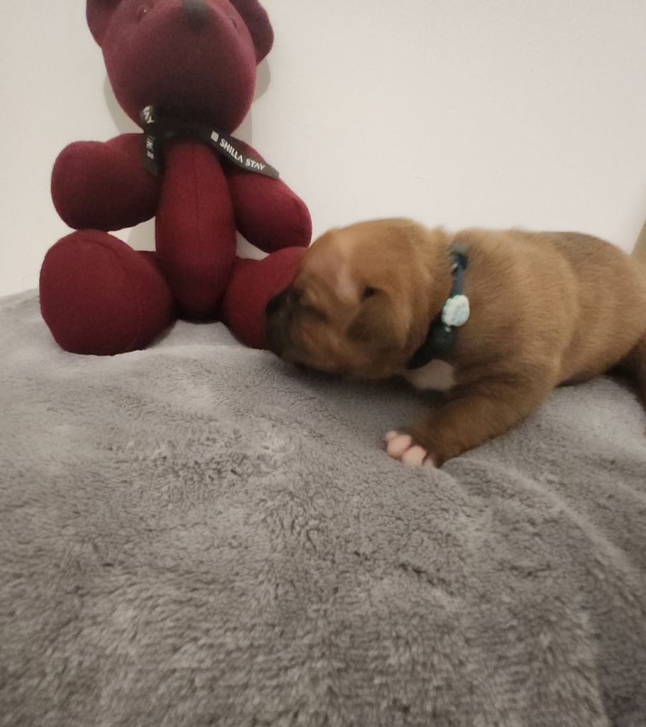 Pauline Fournier - Chiots disponibles - Staffordshire Bull Terrier