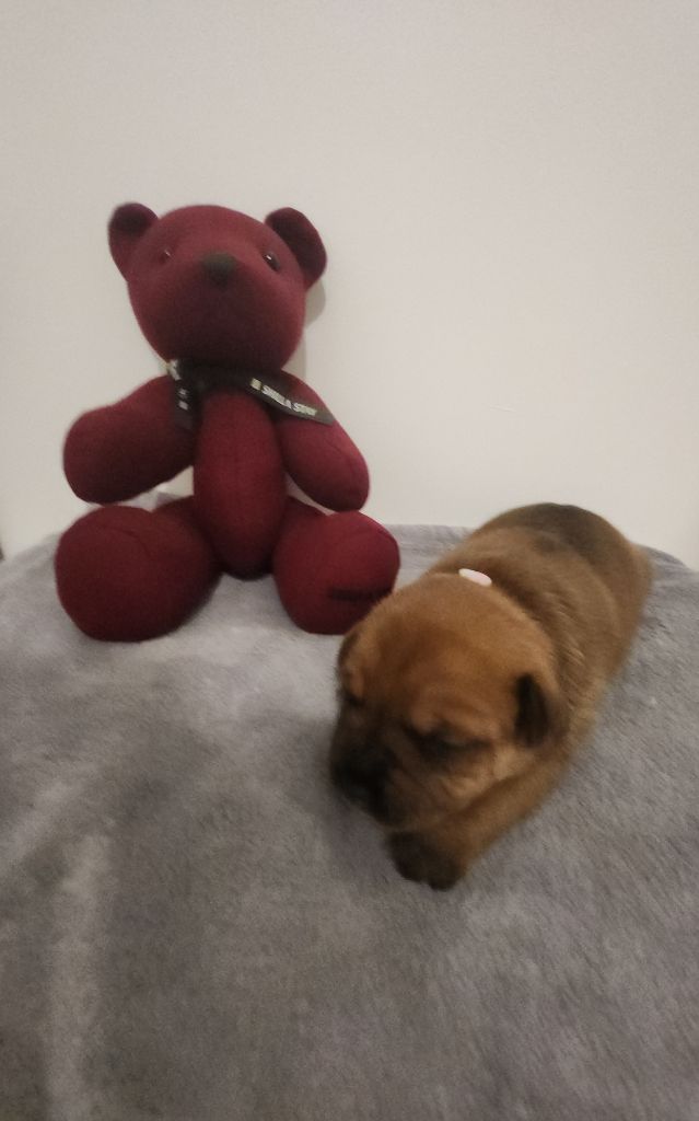 Pauline Fournier - Chiots disponibles - Staffordshire Bull Terrier