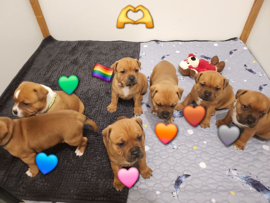 Chiot Staffordshire Bull Terrier Pauline Fournier