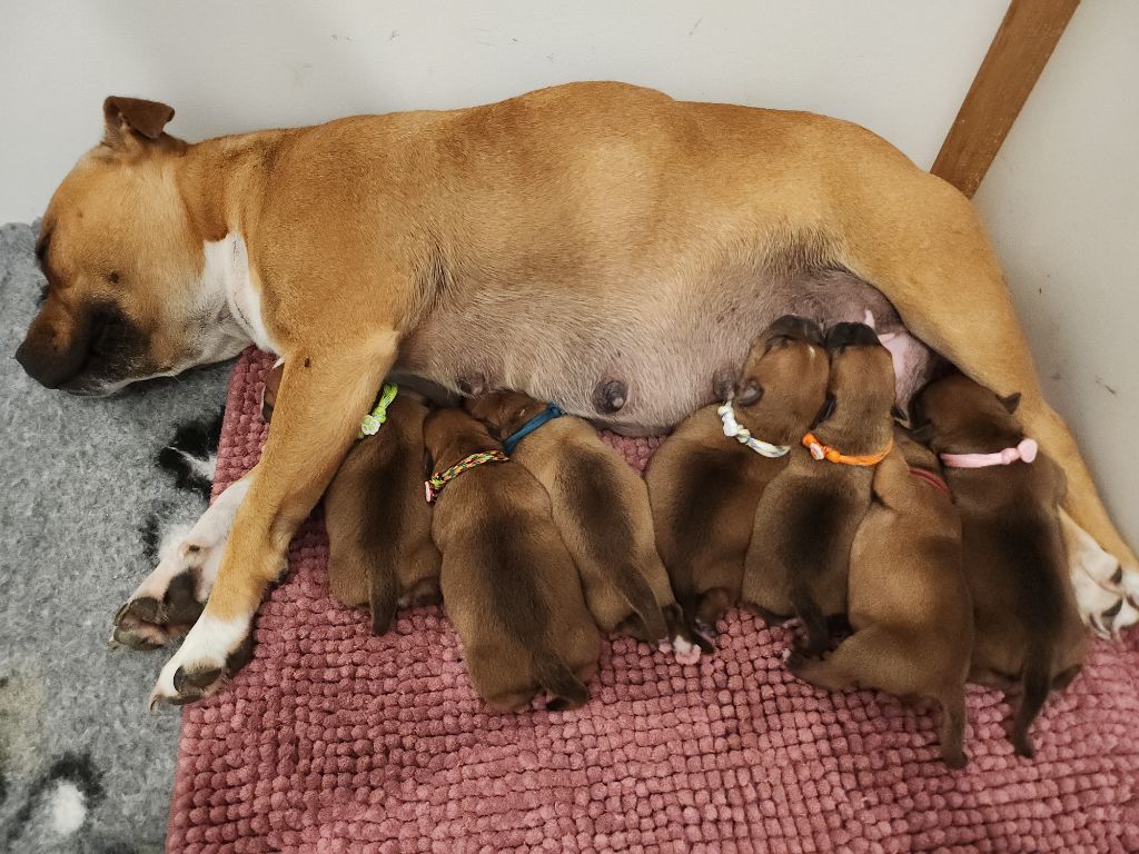 Chiot Staffordshire Bull Terrier Pauline Fournier